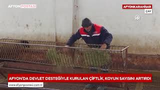 Afyon'da devlet desteğiyle kurulan çiftlik, koyun sayısını artırdı