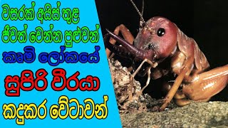 අයිස් තුළ වසරක් ජීවත් විය හැකි කෘමි ලෝකයේ සුපිරි වීරයා \