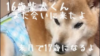 【16歳柴犬くん】来月誕生日で17歳になります