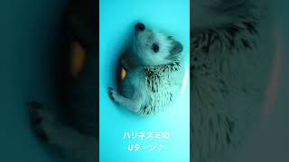 ハリネズミの苦しいUターンが可愛い♪ #shorts