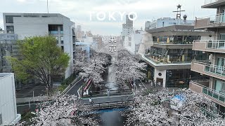 目黒川 桜 ドローン 空撮 東京都 目黒区 part2