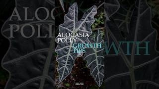 Alocasia Polly Care in 60 Seconds by Focus New York  #indoorplanting #alocasia