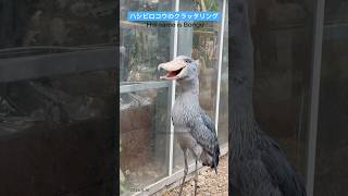 【ハシビロコウ】ボンゴ君のクラッタリング　#shorts  #ハシビロコウ　#shoebill  #shoebillstork  #birds