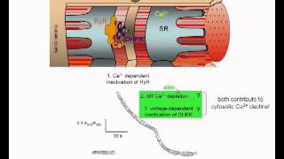 Sarcoplasmic reticulum Ca2+ depletion in skeletal muscle - Robin and Allard