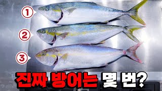 방어철에 헷갈리기 쉬운 생선 3종! 회 떠 부위별로 비교해 봤습니다!