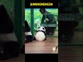 面对奶爸逗两下，妹猪就开始撒泼了，果然是小辣椒 #panda #pandafushun #funny #adorablepanda #cute #cutepanda #pandalife #pets