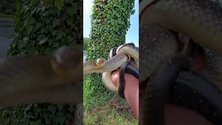 il serpente più grande che io abbia mai preso! #animals #snake #nature