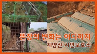 계양산 개농장 시민보호소 아이들