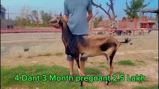 4 dant (teeth) 3 months pregnant for sale