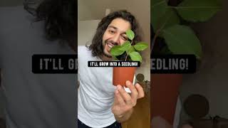 How to Grow An Apple Tree from Seed | creative explained