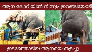 ലോറിയിൽ നിന്നും ഇറങ്ങി ഓടിയ ആനയെ തളച്ചു | Elephant ran from truck