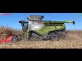 capello diamant 10 rows for corn harvest 2017 *lexion 780tt gernez harvest*