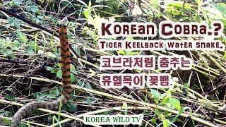 Korean Cobra.? Tiger Keelback water snake. 유혈목이 꽃뱀