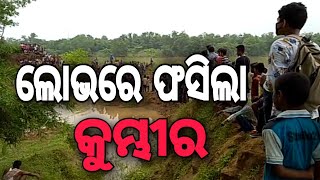 #aamtvodia#kendrapara#ଦେଖନ୍ତୁ ! ଲୋଭରେ ଫସିଲା କୁମ୍ଭୀର।