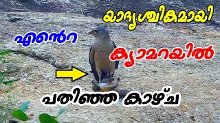 യാദൃശ്ചികമായി എൻറെ ക്യാമറയിൽ പതിഞ്ഞ കാഴ്ച - Eagle Attack.Amazing Moments