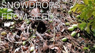 How to grow Snowdrops from Seed