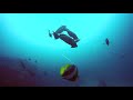 Explore TV - Bazaruto National Park   Diving on the 2 Mile Reef