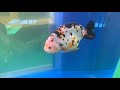 中国の金魚品評会がヤバ過ぎる【goldfish competition in china