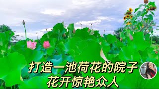 Ergongzy / stunning lotus pond / 徒手在院子里挖个荷花池，花开场景惊呆了路人#lotus#ergongzy#gardening