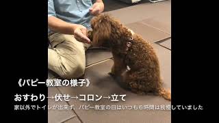 犬と泊まれるホテル　シェラトンホテルドッグキャビン体験