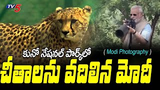 చీతాలను వదిలిన మోదీ: PM Modi Released 8 Namibian Cheetahs In Kuno National Park | TV5 News Digital