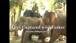 Operation Balligavi part-05 After Captured wilTusker