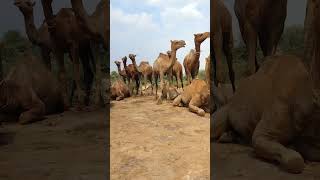 Many camels are sitting some and some are standing in the Thar Parkar Desert.