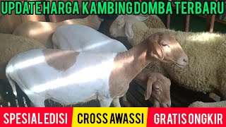 REVIEW HARGA KAMBING DOMBA MERINO DOMBOS DAN AWASSI TERBARU, HARGA NYA SUPER MURAH