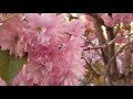 Sakura tree in sapporo hokkaido japan