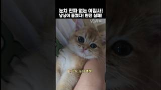 눈치 진짜 없는 여집사! 아기냥이 들켰다! 완전실패!