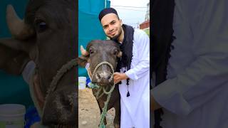 Qurbani ka janwar Mashallah 😍 Eid Mubarak | Eid ul Adha 2023 #bakraeid #eidmubarak #qurbanistatus