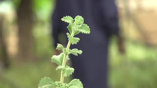 STEVIA CULTUVATION WITH OMUKENKUFU NYANZI JULIUS (ENIMA YA STEVIA)