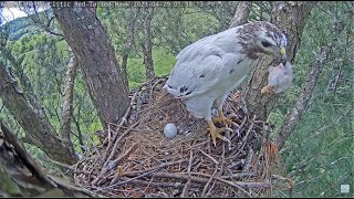 WARNING Viewer Discretion Advised ~ Angel Eats Head Of Dead Chick \u0026 Takes Body Off Nest! 4.29.23