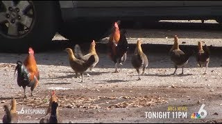 Chickens on The Loose in South Florida | NBC6