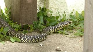 Western whip snake (Hierophis, (Coluber), viridiflavus)  Couleuvre verte et Jaune.