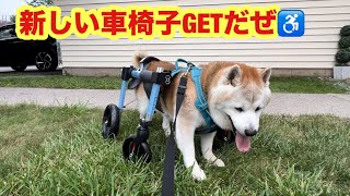 柴犬貴教17才！ノリたん新しい車椅子GETだぜ❤️