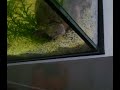 dach moschusschildkröte im neuen aquarium sternotherus carinatus