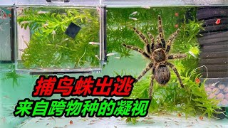 一不小心，讓手掌般大小的捕鳥蛛逃跑，還險些掉進魚缸淹死