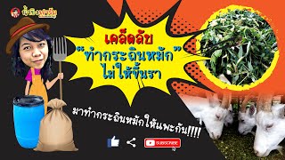 วิธีทำกระถินหมัก !!!  หมัก 3 วัน กินได้ทันที \