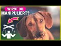 Wenn dein Hund DAS tut, manipuliert er dich!