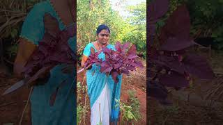 organic red amaranth harvesting | Red Thotakura #shorts #garden #viral