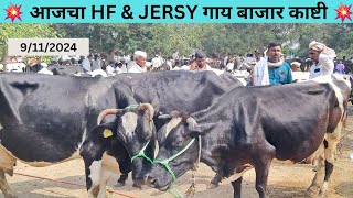 9/11/2024 आजचा Hf \u0026 JERSY गाय बाजार काष्टी | Cow Sale \u0026Purchase Income | Cow Market 💯