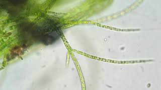 Green algae | Wikipedia audio article