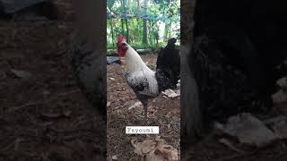 fayoumi chicken pair for sale