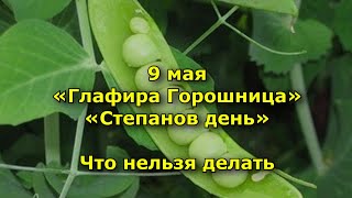 Народный праздник «Глафира Горошница» 9 мая. что нельзя делать. народные приметы.