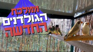 הבית החדש של ציפורי הנוי | גולדן פינק