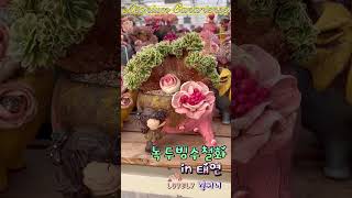 에오니움 녹두빙수철화 in 태연분(경써니) #다육이 #succulent #녹두빙수철화 #태연분