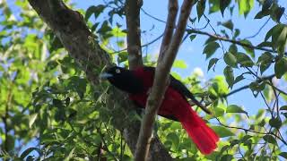 關子嶺【紅水黑大扮】美麗朱鸝鳴叫同伴