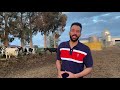 feeding cows in australia ਆਸਟ੍ਰੇਲੀਆ ਵਿੱਚ ਗਾਵਾਂ ਨੂੰ ਪੱਠੇ ਪਾਉਣ ਦਾ ਤਰੀਕਾ kitta khetibadi dairy farm