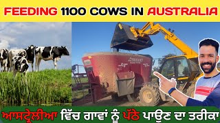 feeding cows in Australia |ਆਸਟ੍ਰੇਲੀਆ ਵਿੱਚ ਗਾਵਾਂ ਨੂੰ ਪੱਠੇ ਪਾਉਣ ਦਾ ਤਰੀਕਾ| kitta khetibadi |Dairy farm